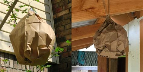 fact check fake hornets nest paper bag|are hornet nests real.